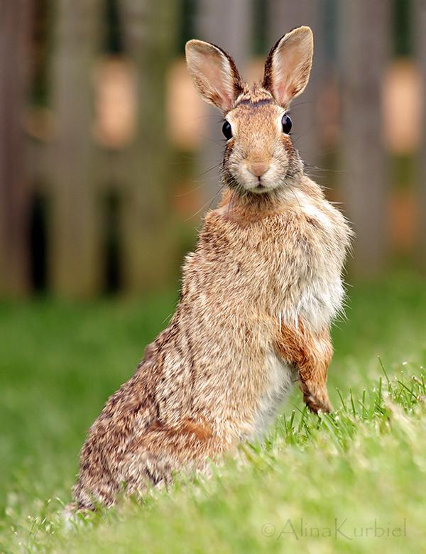 50 Cute Bunny Pictures