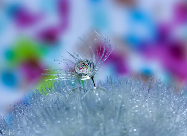 Macro Photography by Miki Asai