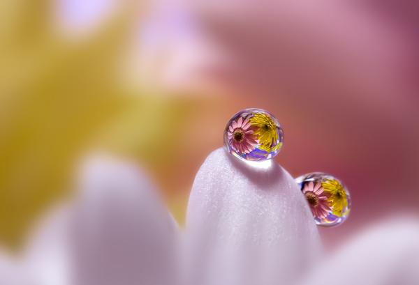 Macro Photography by Miki Asai