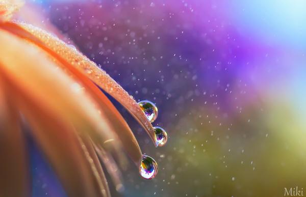 Macro Photography by Miki Asai