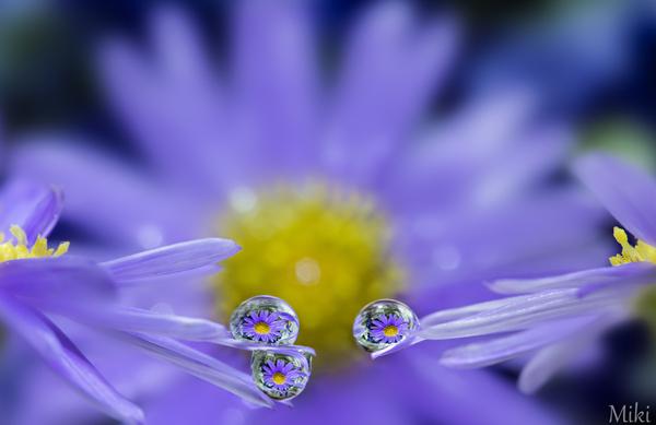 Macro Photography by Miki Asai