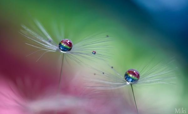 Macro Photography by Miki Asai