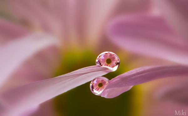 Macro Photography by Miki Asai