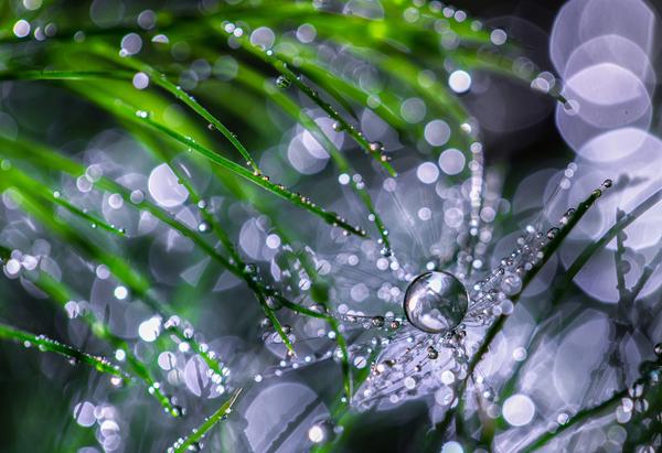 Macro Photography by Miki Asai