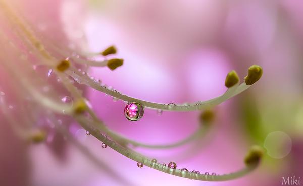 Macro Photography by Miki Asai