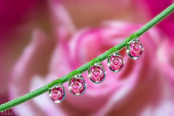 Macro Photography by Miki Asai