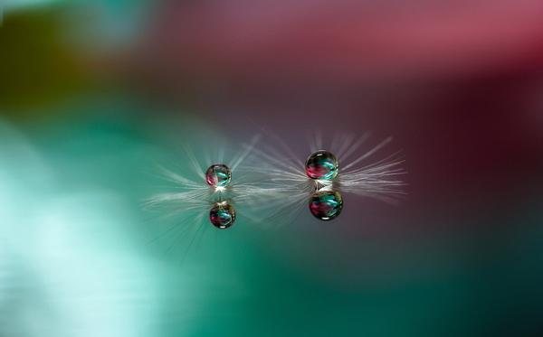 Macro Photography by Miki Asai