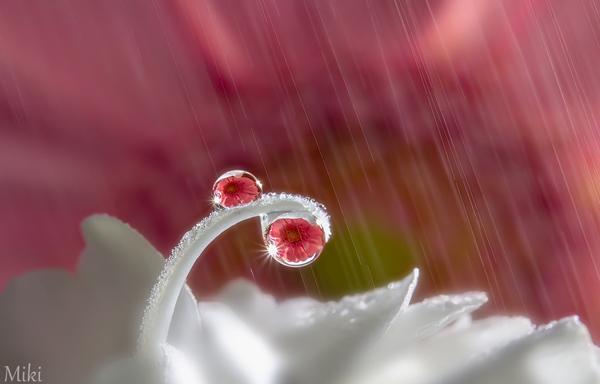 Macro Photography by Miki Asai