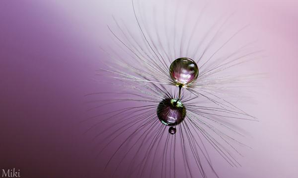 Macro Photography by Miki Asai
