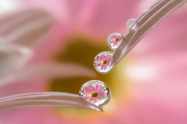 Macro Photography by Miki Asai