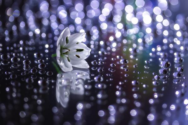 Macro Photography by Miki Asai