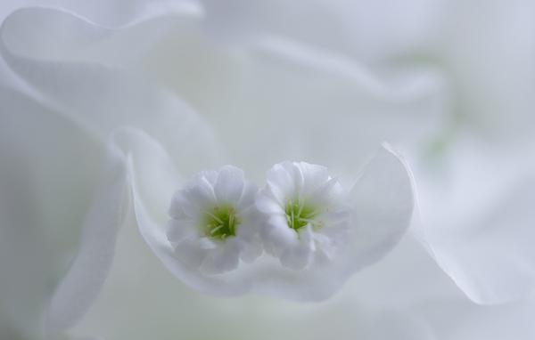 Macro Photography by Miki Asai