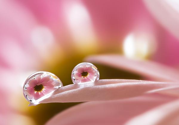 Macro Photography by Miki Asai