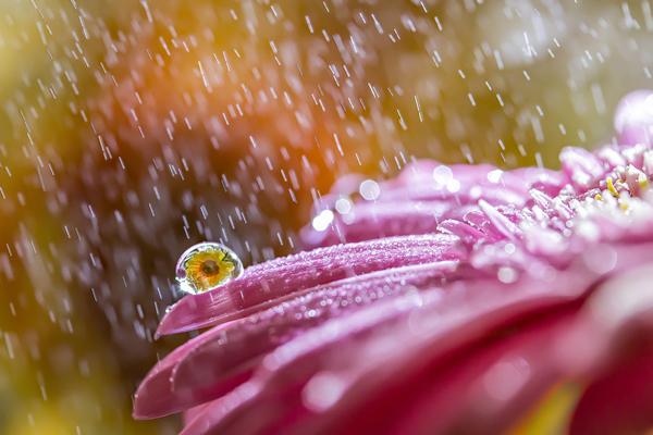 Macro Photography by Miki Asai