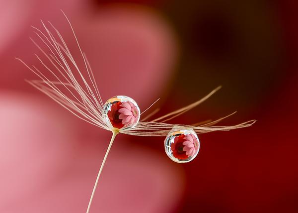 Macro Photography by Miki Asai