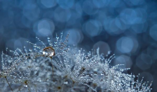 Macro Photography by Miki Asai