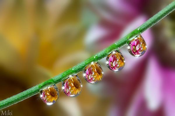 Macro Photography by Miki Asai