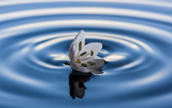 Macro Photography by Miki Asai