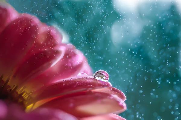 Macro Photography by Miki Asai