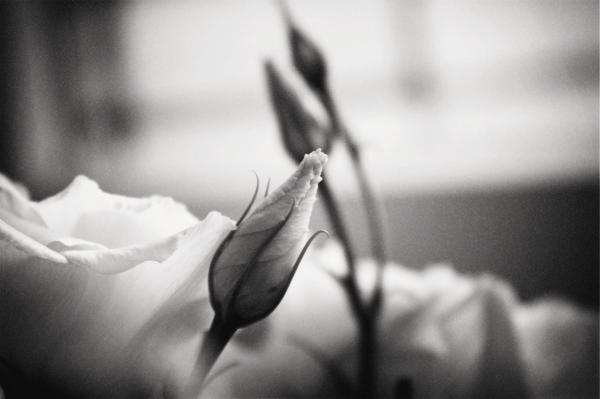 Photography by Elyzaveta Gorbachevska