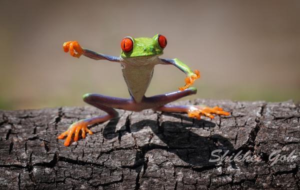 Macro Photography by Shikhei Goh