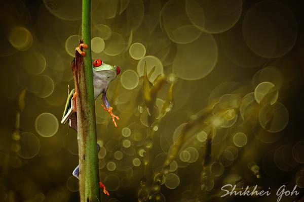 Macro Photography by Shikhei Goh