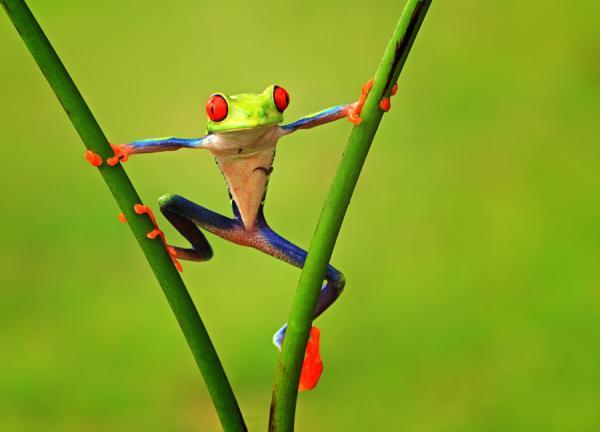 Macro Photography by Shikhei Goh
