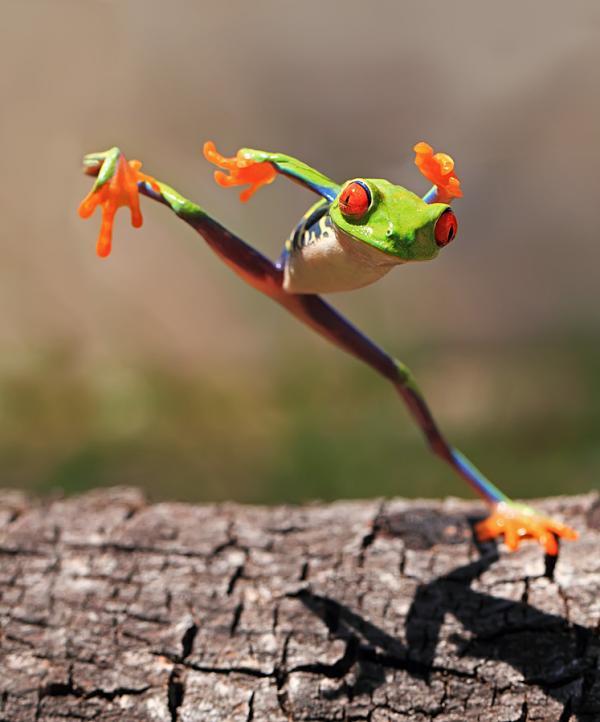 Macro Photography by Shikhei Goh