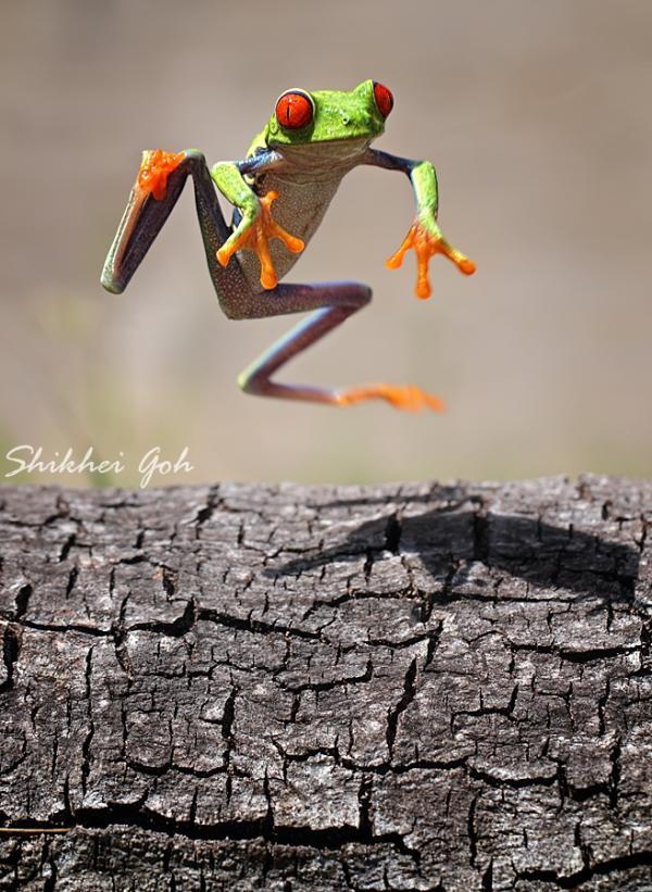 Macro Photography by Shikhei Goh