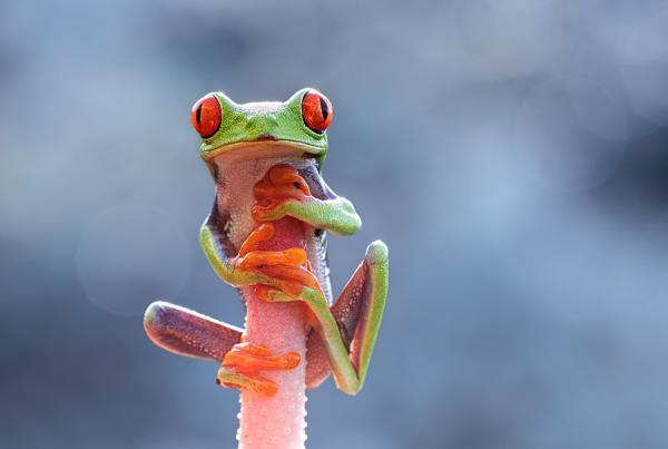 Macro Photography by Shikhei Goh