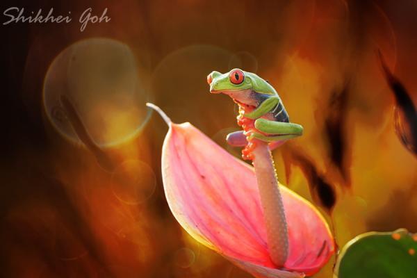 Macro Photography by Shikhei Goh