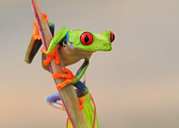 Macro Photography by Shikhei Goh