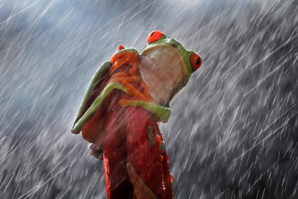 Macro Photography by Shikhei Goh