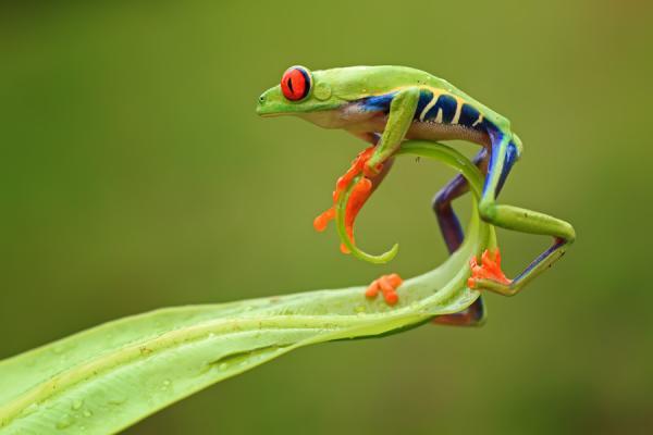 Macro Photography by Shikhei Goh