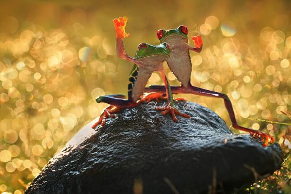 Macro Photography by Shikhei Goh