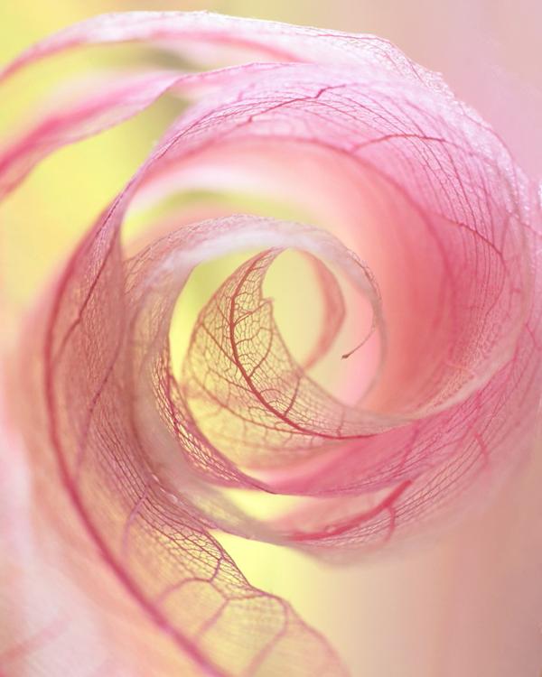 Beautiful Photography by Shihya Kowatari