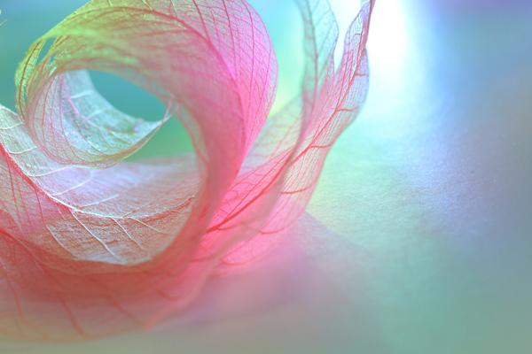 Beautiful Photography by Shihya Kowatari