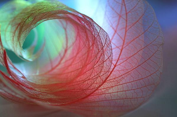 Beautiful Photography by Shihya Kowatari