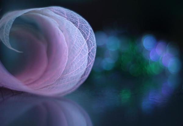 Beautiful Photography by Shihya Kowatari
