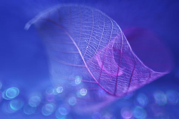 Beautiful Photography by Shihya Kowatari
