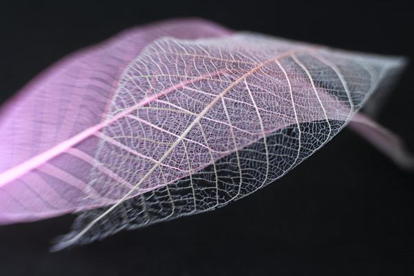 Beautiful Photography by Shihya Kowatari