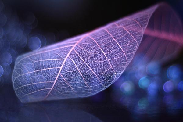 Beautiful Photography by Shihya Kowatari