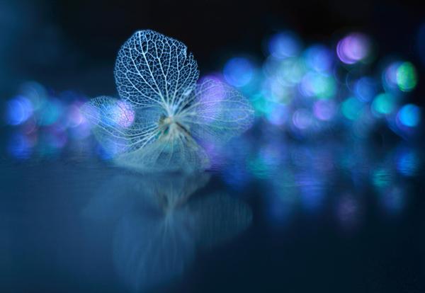 Beautiful Photography by Shihya Kowatari
