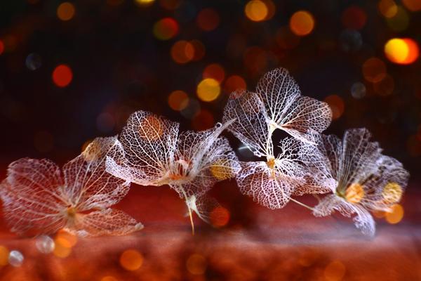 Beautiful Photography by Shihya Kowatari