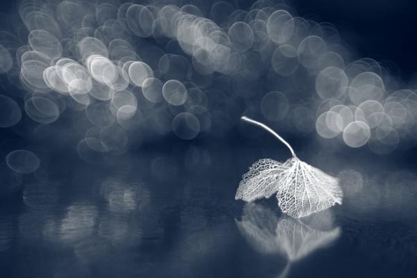 Beautiful Photography by Shihya Kowatari