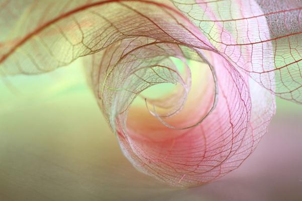 Beautiful Photography by Shihya Kowatari