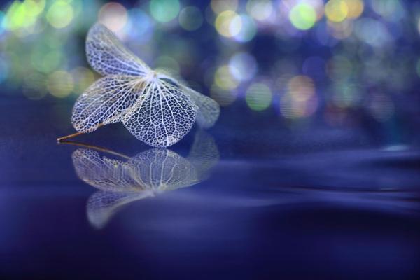 Beautiful Photography by Shihya Kowatari