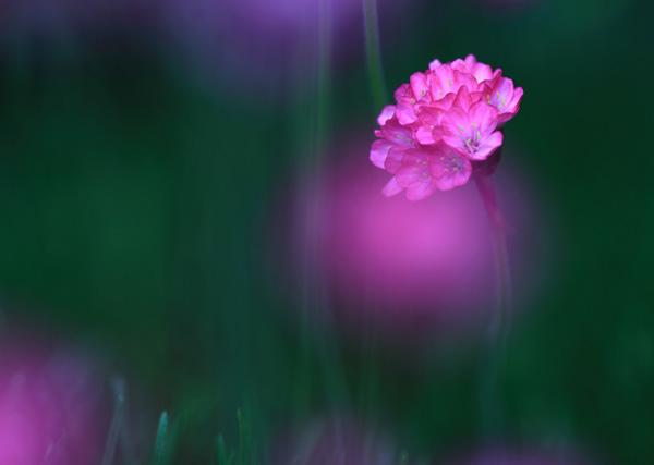 Beautiful Photography by Shihya Kowatari