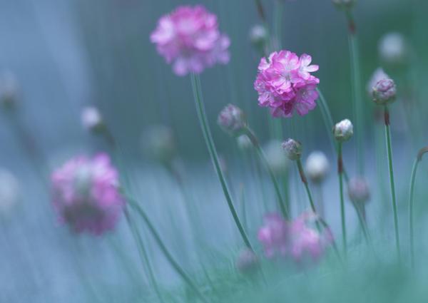 Beautiful Photography by Shihya Kowatari