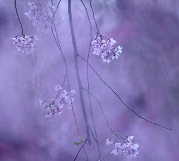 Beautiful Photography by Shihya Kowatari